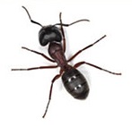 carpenter ant