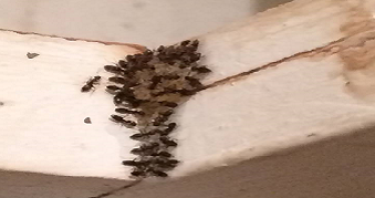 Photo of Ants