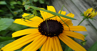 Photo of a praying mantis on a sunflower