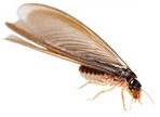 flying termite