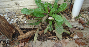 Photo of home with termite damage