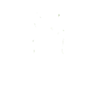 Bed Bugs