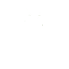 Bees, Wasps and Other Flying Insects