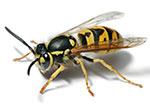 wasp